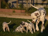 Chiots Dalmatiens &eacute;nergique et avec pedigree FCI  &agrave; vendre