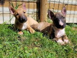 Robustes chiots femelles Bull Terriers Miniatures non LOSH &agrave; retenir pour septembre 2022