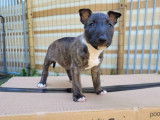 Robustes chiots femelles Bull Terriers Miniatures non LOSH &agrave; retenir pour septembre 2022