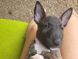 Robustes chiots femelles Bull Terriers Miniatures non LOSH &agrave; retenir pour septembre 2022