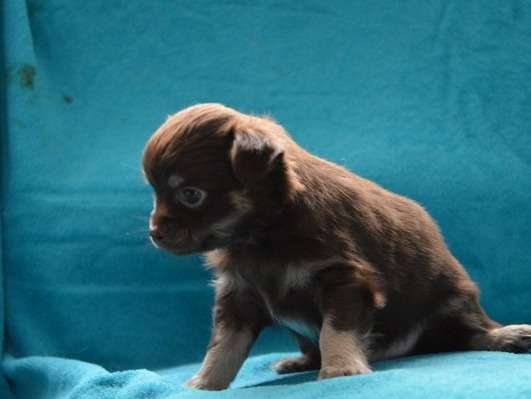 Adorable chiot Chihuahua mâle non LOSH prêt à rejoindre sa famille en juillet 2022