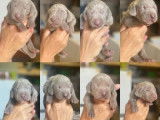 Six élégants chiots femelles Braques de Weimar non LOSH disponibles en septembre 2022