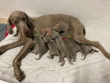 Six élégants chiots femelles Braques de Weimar non LOSH disponibles en septembre 2022