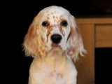 Superbes chiots Setter Anglais LOF à vendre