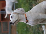 Superbes chiots Setter Anglais LOF à vendre