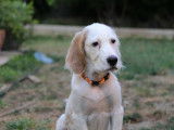 Superbes chiots Setter Anglais LOF à vendre