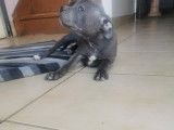 Chiots Staffies bleus &agrave; vendre
