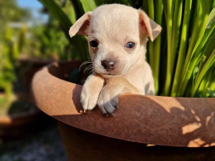 Superbes chiots Chihuahua à vendre