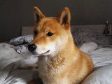 De race Shiba Inu disponible pour saillie