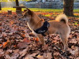 De race Shiba Inu disponible pour saillie