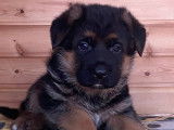 Chiots de race Berger Allemand à vendre (3 femelles)
