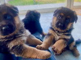 Chiots de race Berger Allemand à vendre (3 femelles)
