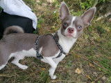 De race Chihuahua disponible pour saillie
