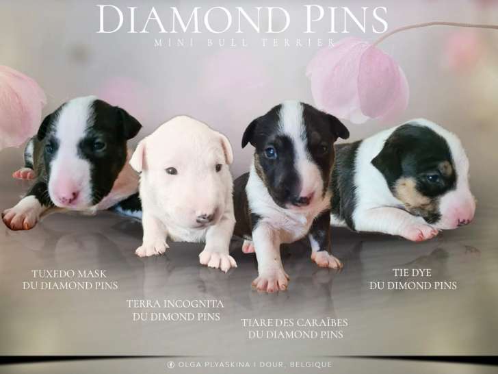Chiots Bull Terriers Miniatures à vendre (3 Femelles & 1 Mâle)