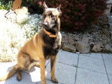 Berger Belge Malinois disponible pour saillie