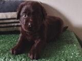 Chiots Labrador noir et chocolat LOF à vendre