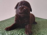 Chiots Labrador noir et chocolat LOF à vendre