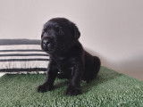 Chiots Labrador noir et chocolat LOF à vendre