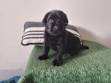 Chiots Labrador noir et chocolat LOF à vendre