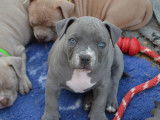 Chiots American Bully pocket à vendre