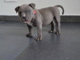 Chiots American Bully pocket à vendre