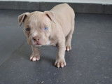 Chiots American Bully pocket à vendre