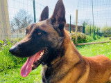 Chien adulte de race Berger Belge Malinois Mâle à donner