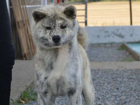 À vendre : 1 chienne Akita Inu noir et blanc âgée de 2 ans (LOF)