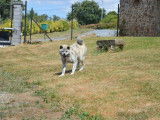 À vendre : 1 chienne Akita Inu noir et blanc âgée de 2 ans (LOF)