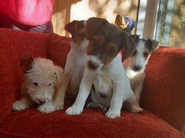 À l'achat : 6 chiots Fox Terriers tricolores (non LOF)