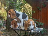 Vente de 5 chiots Beagles tricolores (non LOF)