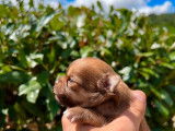Réservation de 3 chiots Chihuahuas (LOF), 2 mâles, 1 femelle