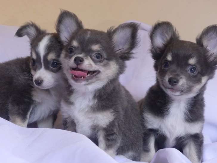 Vente de 3 chiots Chihuahuas mâles (non LOF)