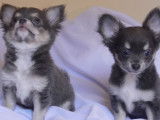 Vente de 3 chiots Chihuahuas mâles (non LOF)