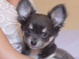 Vente de 3 chiots Chihuahuas mâles (non LOF)