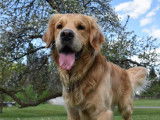 Étalon Golden Retriever LOF pour saillie