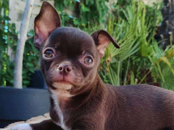 Un chiot Chihuahua mâle LOF de couleur chocolat à acheter