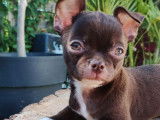 Un chiot Chihuahua mâle LOF de couleur chocolat à acheter