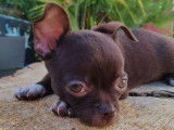 Un chiot Chihuahua mâle LOF de couleur chocolat à acheter