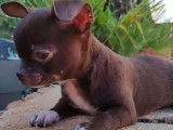 Un chiot Chihuahua mâle LOF de couleur chocolat à acheter