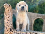 Des chiots Labradors sable LOF à vendre