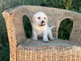Des chiots Labradors sable LOF à vendre
