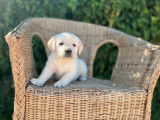Des chiots Labradors sable LOF à vendre