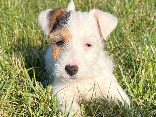 Un chiot femelle Jack Russell Terrier LOF à poil dur disponible