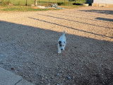 Un chiot femelle Jack Russell Terrier LOF à poil dur disponible