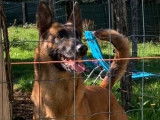 Une chienne Berger Belge Malinois fauve LOF de 5 ans à vendre