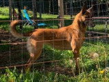 Une chienne Berger Belge Malinois fauve LOF de 5 ans à vendre