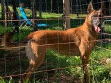 Une chienne Berger Belge Malinois fauve LOF de 5 ans à vendre
