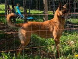 Une chienne Berger Belge Malinois fauve LOF de 5 ans à vendre