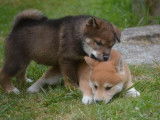 2 chiots Shiba Inus non LOF disponibles à la vente